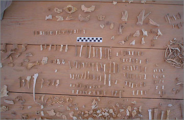 Selection of animal bones, primarily dog, from a single Grid 10 context. Note the large number of metacarpals and phalanges in the centre of the image. 